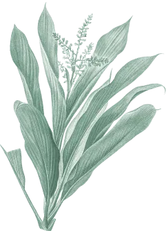 Bottom Center Leaf