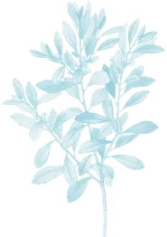Bottom Leaf