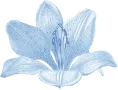Flower 1
