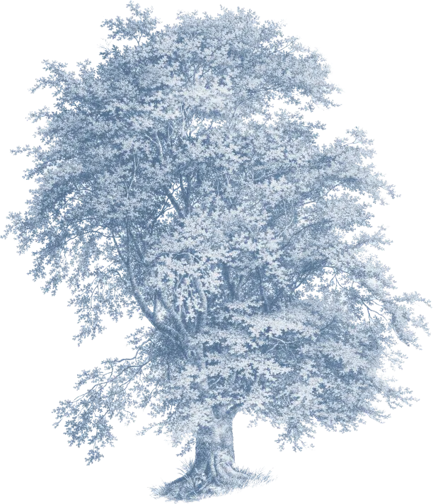 Right Branch
