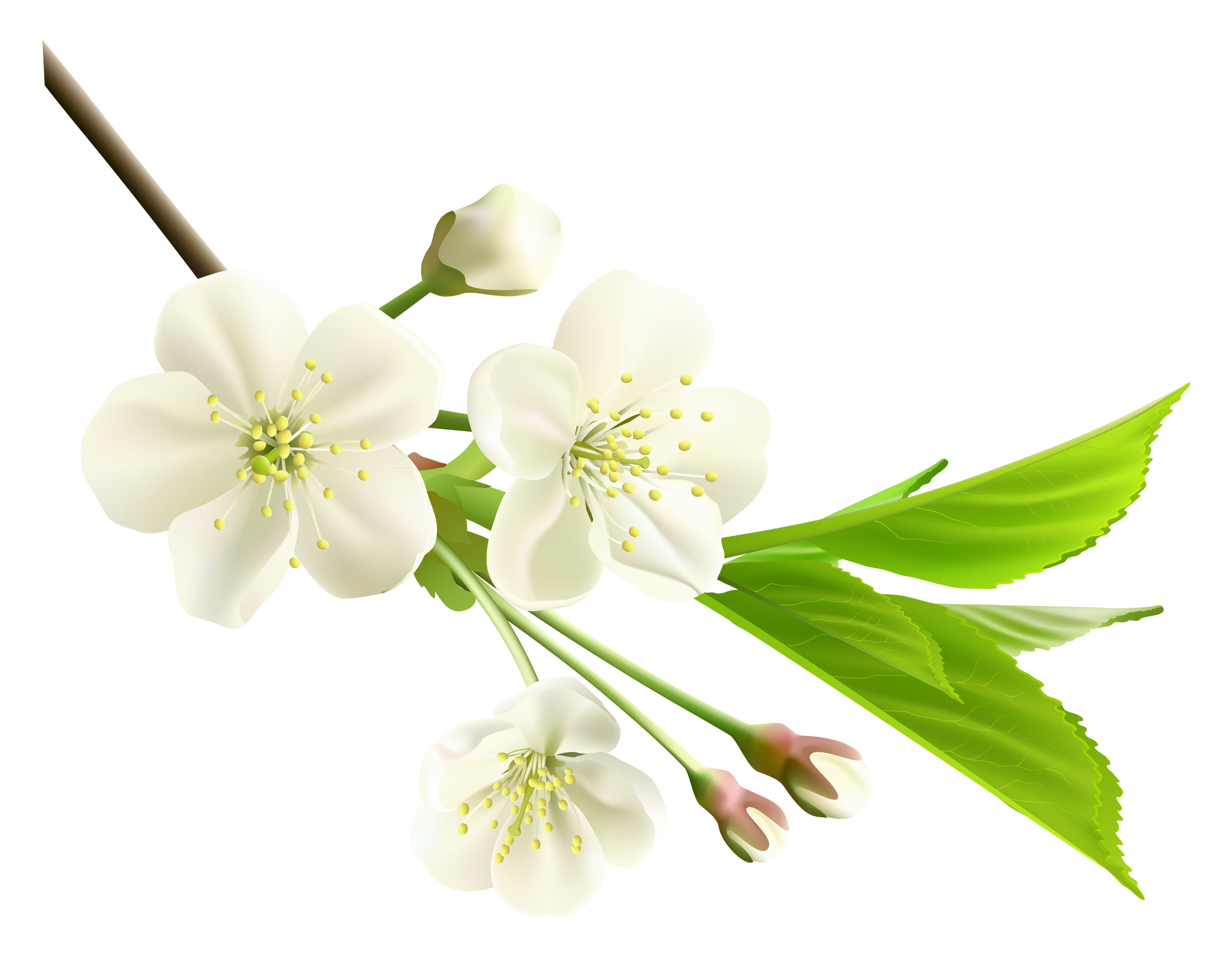 Flower 1