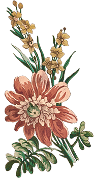 flower-1