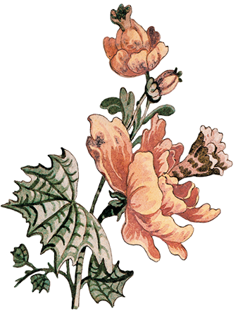 flower-1