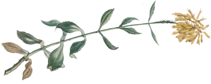 flower-1